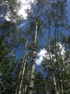 Hiking through the aspen trees
