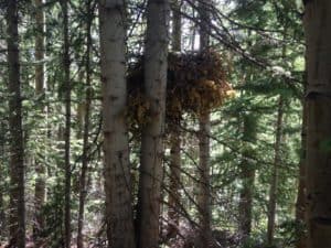 Porcupine Nest