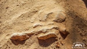 Dinosaur fossils in Moab