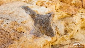 Dinosaur fossils in Moab