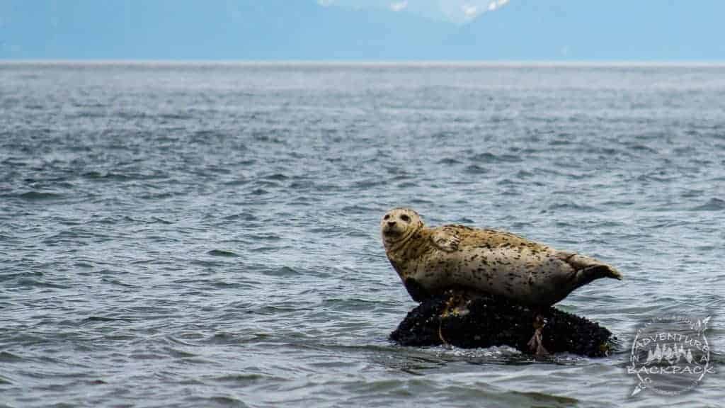 Seal in Anchor Point Alaska