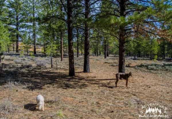Free Dispersed Campsite near Bryce Canyon National Park