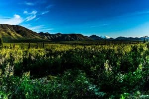 Denali-National-Park-11
