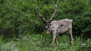 Wildlife in Denali National Park