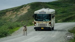 Shuttle Bus Denali National Park