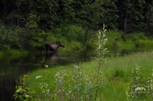 Wildlife in Fairbanks Alaska