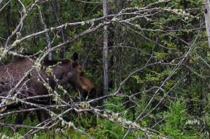 Fairbanks Alaska