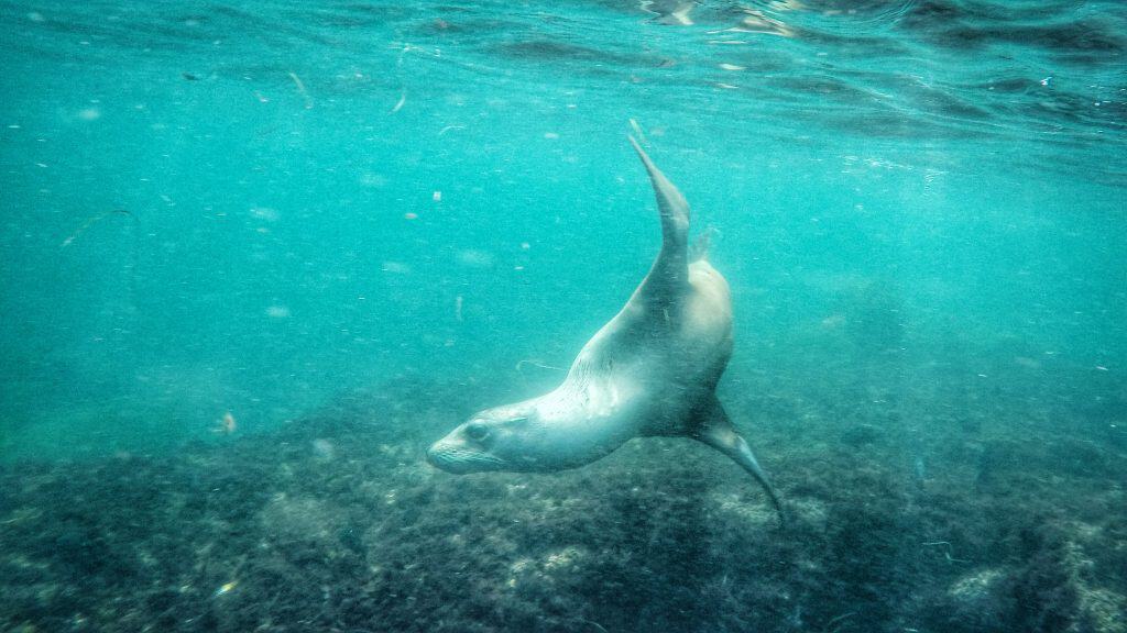 One of the playful sea lions that we swam with in San Diego!
