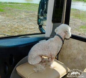 RVing with Dogs