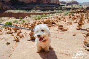 Traveling with Dogs