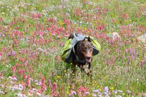 RVing with Dogs