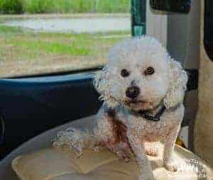 Traveling with Dogs
