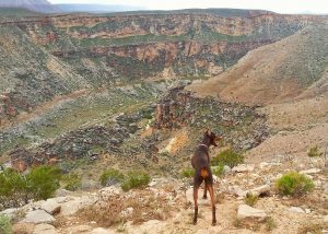 Traveling with Dogs