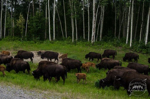 the Alaska Highway Alaska Highway bison