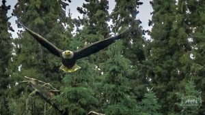Nate got an awesome shot of an eagle flying by. It would've been better to see his face when it swooped by him!
