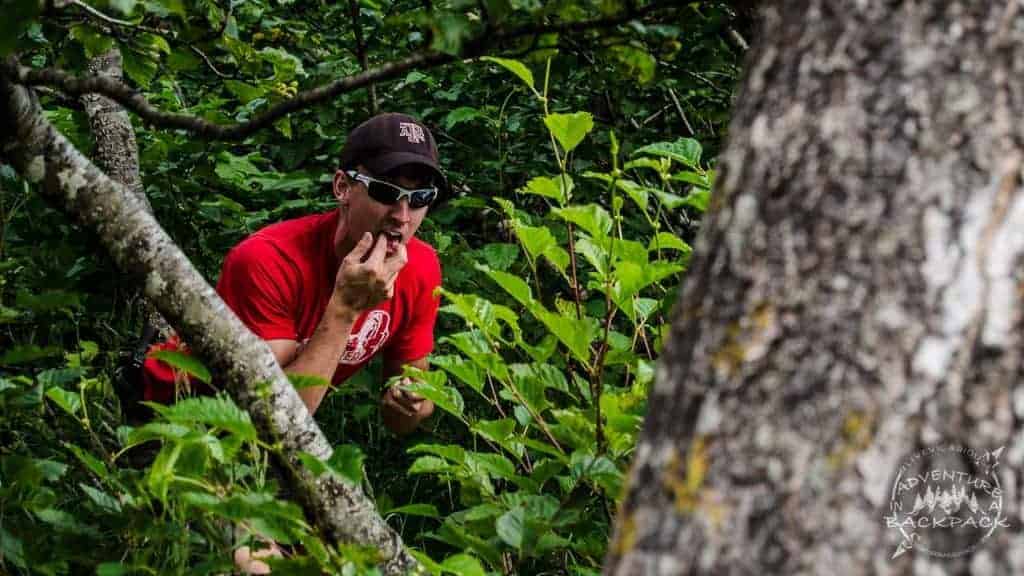 Edible berries in Alaska